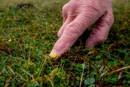 Margaret points out a Tormentil flower on the hillside