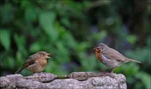 A young robin and an adult