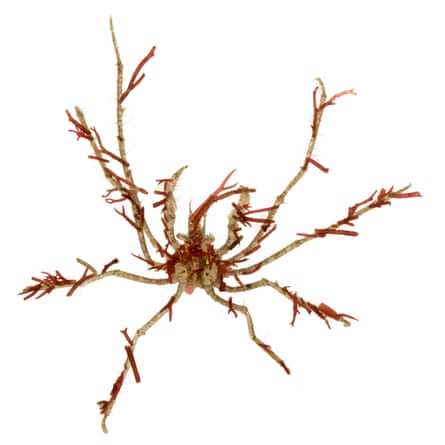 A long-legged spider crab, Macropodia rostrata