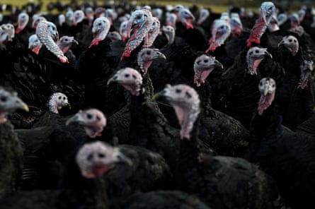 Turkeys raised for Christmas on a farm in Ireland.