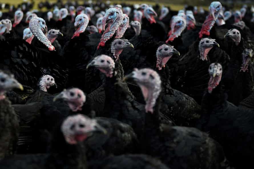 Des dindons élevés pour Noël dans une ferme en Irlande.