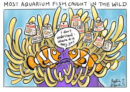 Cartoon of most aquarium fish are caught in the wild