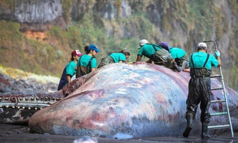 workers with saw and ladder climbing on to dead whale on beach