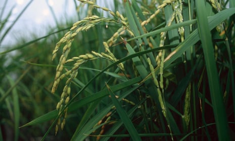 The techniques used to modify this rice in Norfolk in the last century have been overtaken by new methods that do not involve introducing DNA from other organisms.
