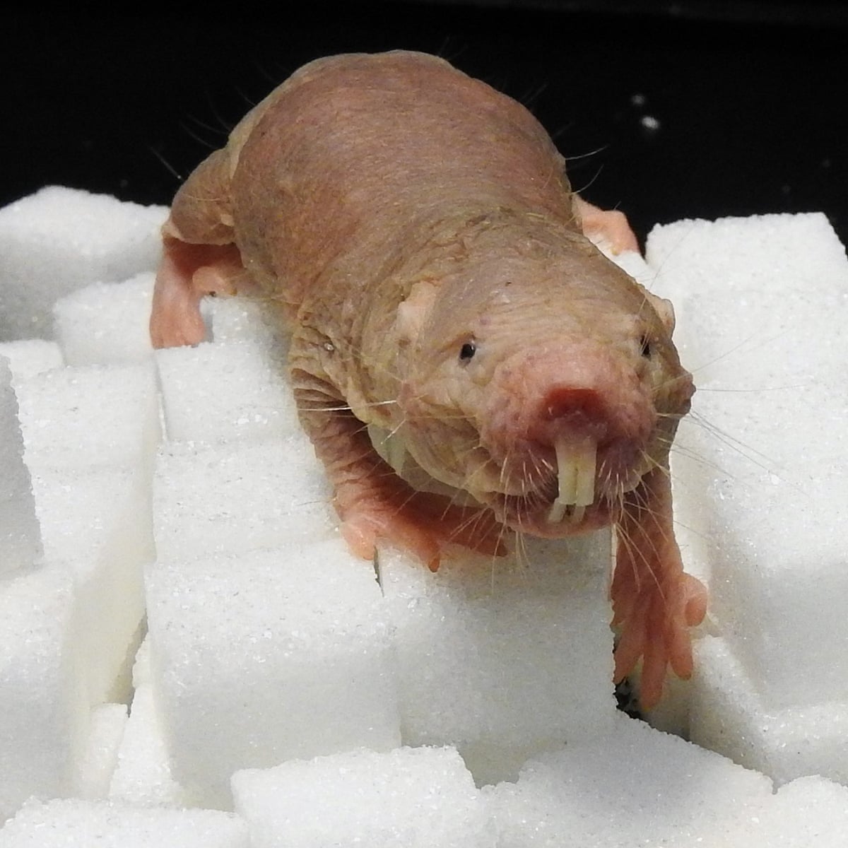 Sweet? Naked mole rats can survive without oxygen using plant sugar tactic  | Animals | The Guardian