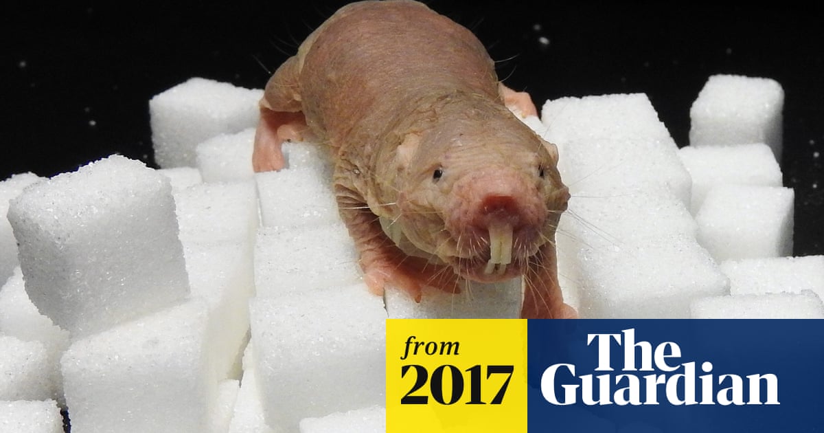 Sweet Naked Mole Rats Can Survive Without Oxygen Using Plant Sugar Tactic Animals The Guardian Sweet Naked Mole Rats Can Survive Without Oxygen Using Plant Sugar Tactic Animals The Guardian