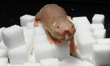 Mole rats can cope with nearly 20 minutes breathing air with no oxygen in it by switching away from a glucose-based metabolic system, say researchers.