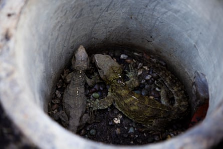 Henry and Mildred in one of their burrows at the Ivercargill enclosure.