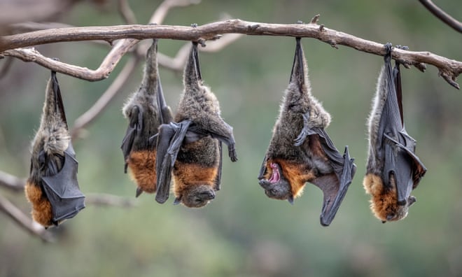 Australia’s flying foxes are ‘curious, gentle and intelligent’ – and often misunderstood Australia’s flying foxes are ‘curious, gentle and intelligent’ – and often misunderstood