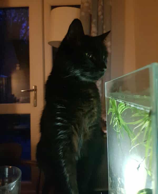 Do Our Pets Ever Really Love Us Or Do They Just Stick Around For The Food Us News The Guardian