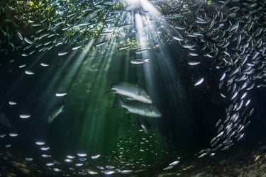 Two silvery-grey fish underwater, surrounded by a ring of smaller fish