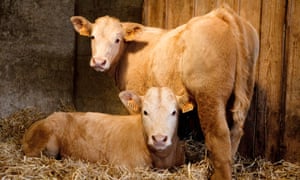 Two Limousin calves in a cowshed.