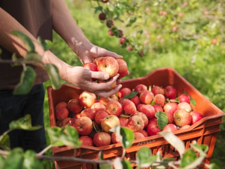 Apples being picked – a rise in the minimum wages has added to the cost of the fruit.