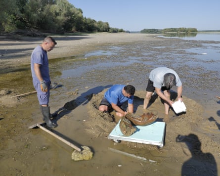 Scientists examining the remains of an ancient mammoth on the dried-up riverbed