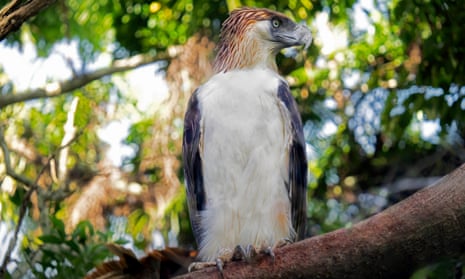A philippine eagle observes the jungle