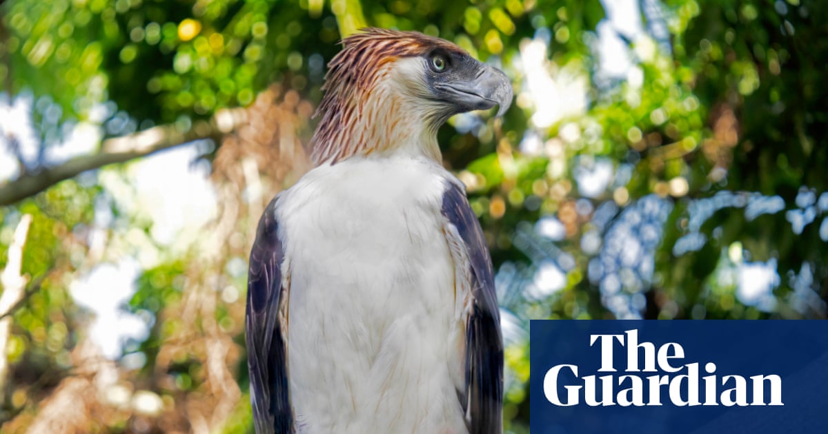 Pythons for bait and dodging militias: on the trail of the rare ‘monkey-eating’ eagle | Birds