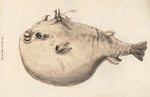 Gessner had this image drawn in Frankfurt from a dried blowfish