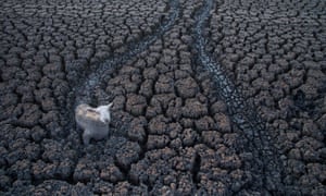 Sheep in muddy lake bed