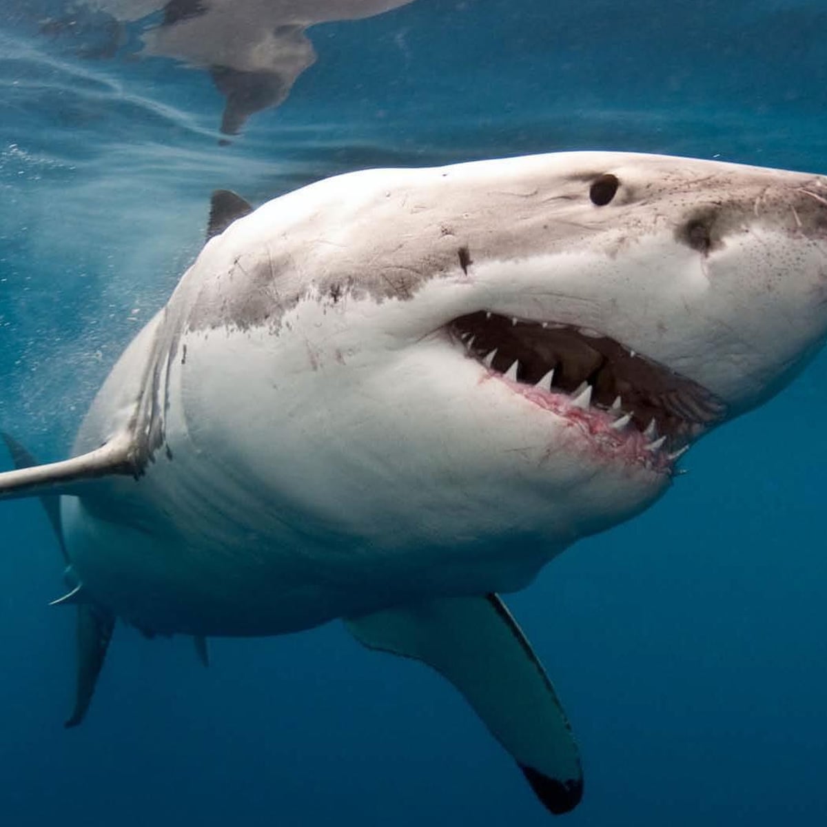 Several Beaches Closed After Extremely Rare Shark Attack In Botany Bay Australia News The Guardian