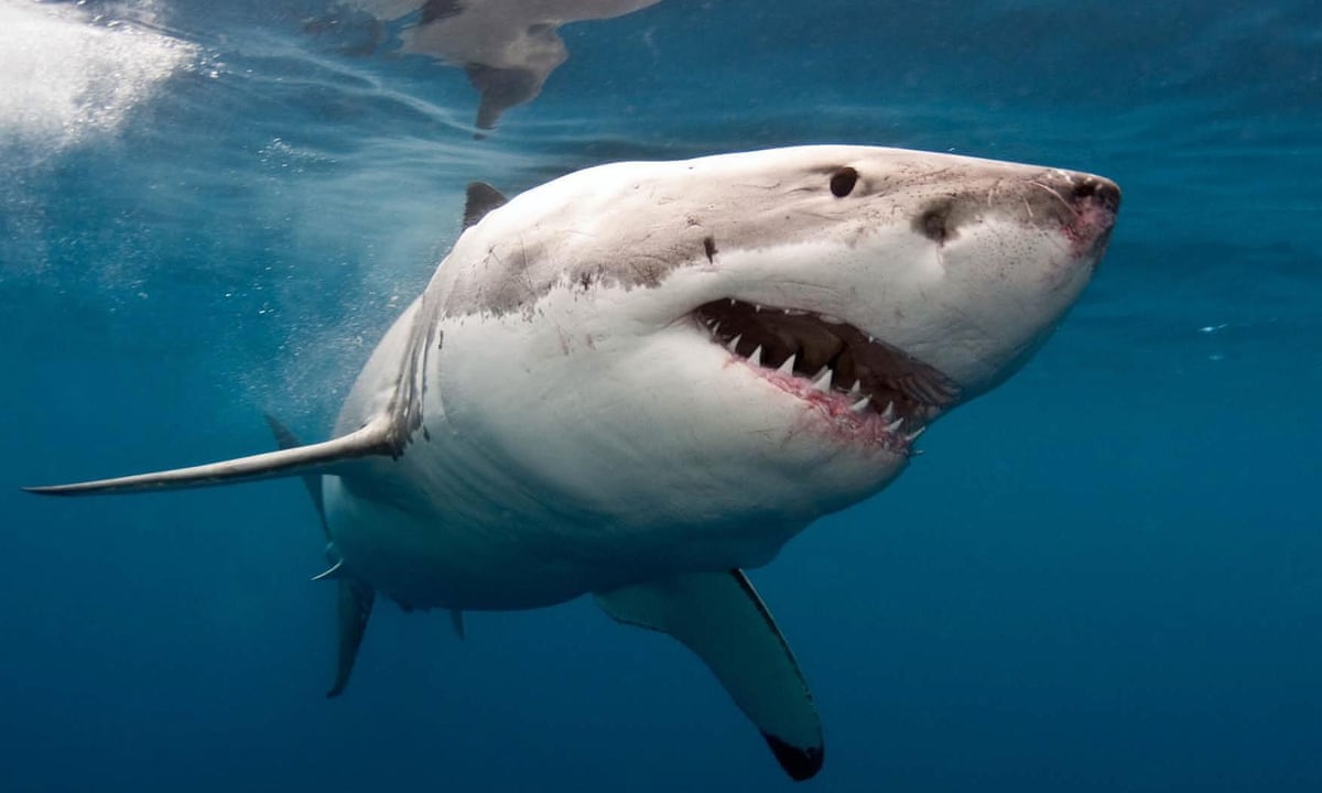 Australia's east coast home to 5,500 great white sharks | Sharks | The Guardian