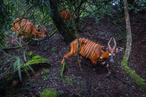 Three mountain bongos walking through a forest.