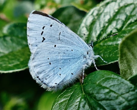 Country diary: A butterfly haven of orange tips and holly blues | Sara Hudston