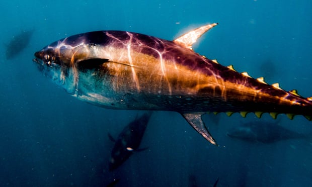 Bluefin tuna at an offshore aquaculture facility off the coast of L’Atmetlla de Mar, Spain