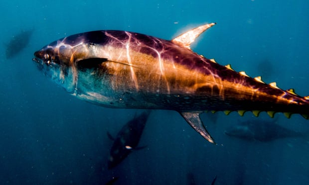 تونة زرقاء الزعانف في منشأة لتربية الأحياء المائية البحرية قبالة ساحل لاتميتلا دي مار ، إسبانيا