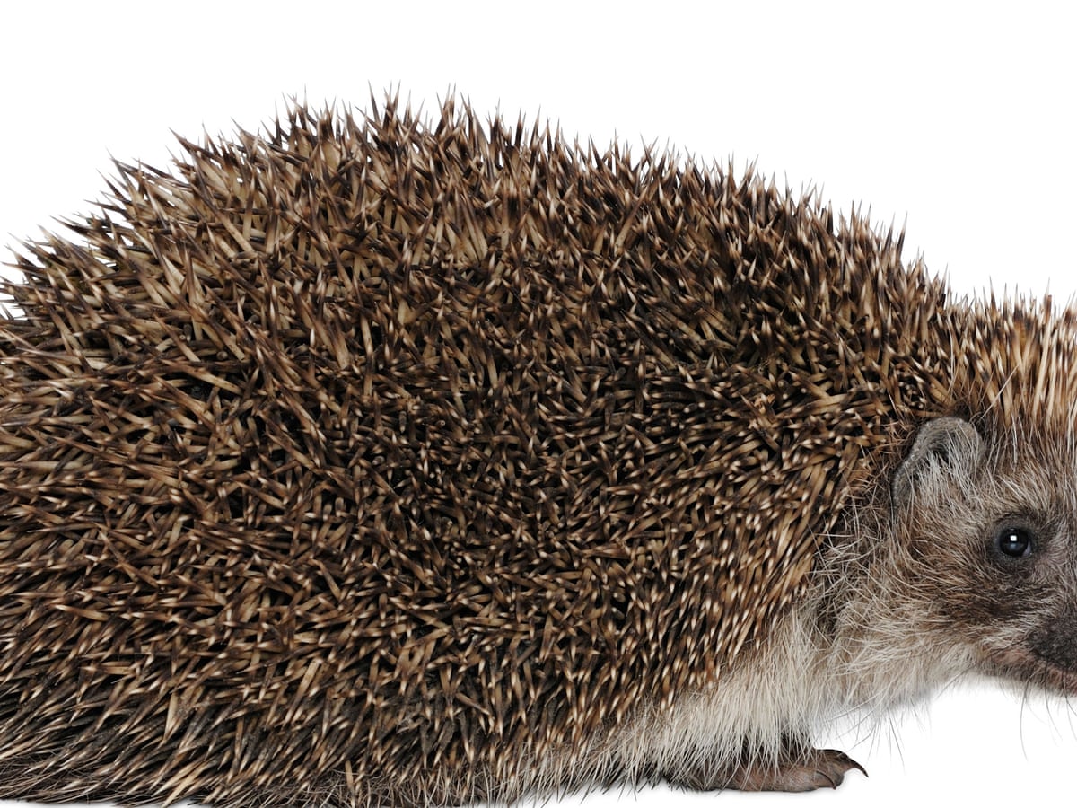 How To Help Garden Wildlife Survive Winter Gardens The Guardian