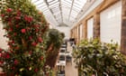 Rare camellias at English stately home bloom again after £5m revamp