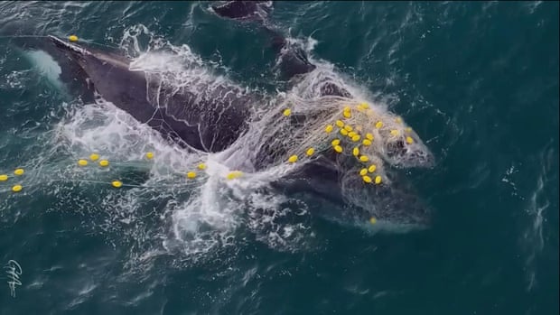 Whale and her calf entangled in shark net off Queensland coast Whale and her calf entangled in shark net off Queensland coast
