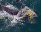 Whale and her calf entangled in shark net off Queensland coast