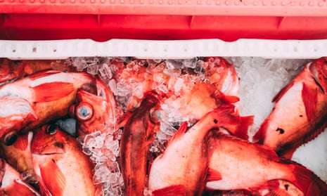 Beaked redfish packed in ice