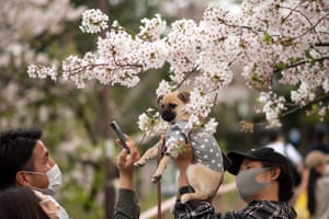 A man poses his dog in front of cherry blossoms at Inokashira Park