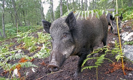 Eurasian wild boar used for bracken control in the rewilding project at Dundreggan.