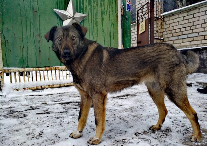 Meet The Dogs Of Chernobyl The Abandoned Pets That Formed Their Own Canine Community Life And Style The Guardian