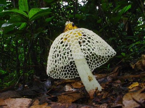A white mushroom with a filigree-like cap sprouts from leaf mould. A fly sits on the top of it