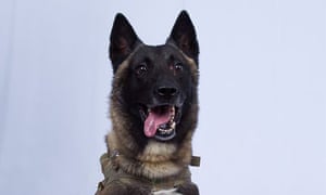 The dog, which was wounded in the raid on the Syria compound of the Islamic State leader Abu Bakr al-Baghdadi.