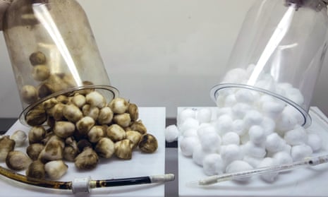 Cotton wool after being exposed to cigarettes (left) and a vaping device (right), during an experiment by Public Health England on the effects of smoking as opposed to vaping