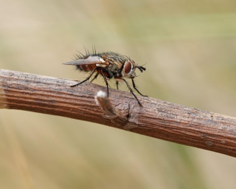 Stable fly or biting fly (Stomoxys calcitrans) perched on a twig.