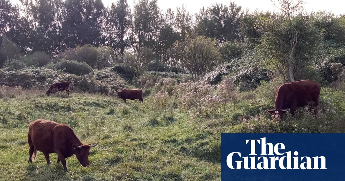 ‘Gentle giants’: rangers prepare for return of wild bison to UK
