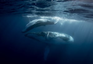 Michaela Skovranova: Humpback Whale and Calf in Tonga Vava’u. The humpback is easily identified by its long pectoral fins and a knobbly head