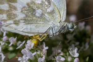 A yellow crab spider catches a butterfly sitting on flowers in Van, Turkey