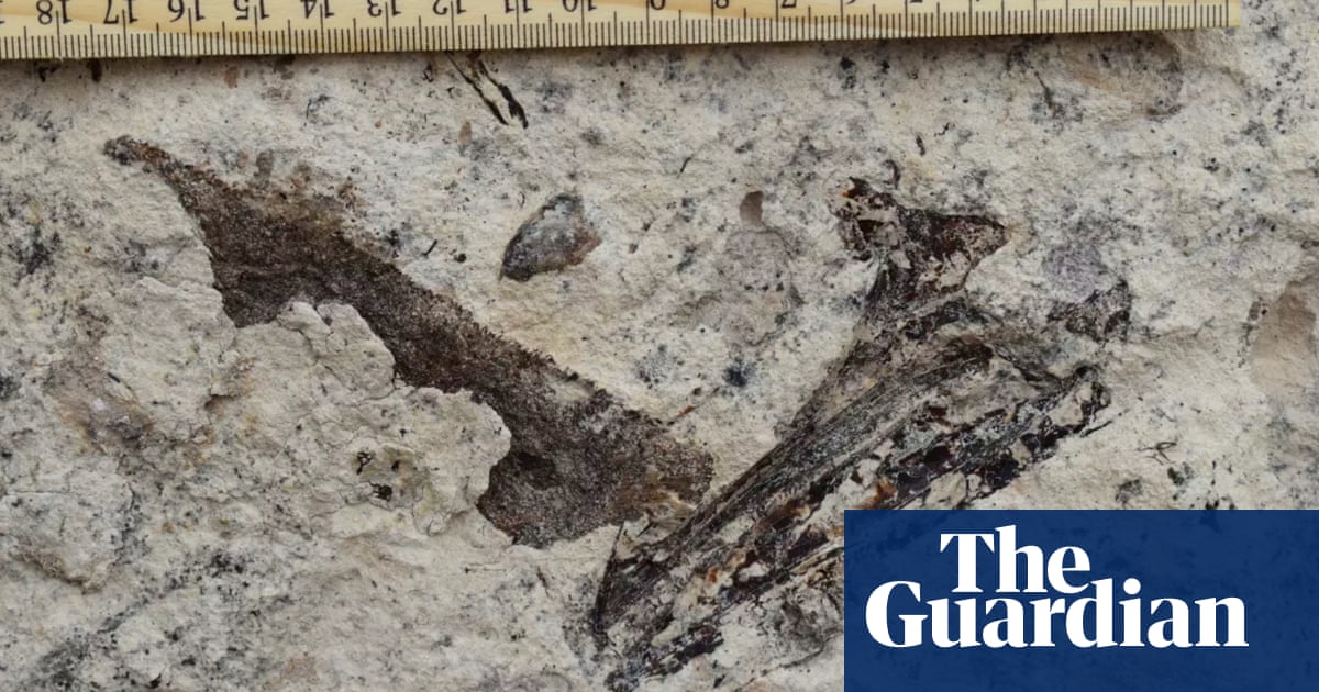 ‘Whole ecosystem’ of fossils 8.7m years outdated discovered beneath Los Angeles highschool ‘Whole ecosystem’ of fossils 8.7m years outdated discovered beneath Los Angeles highschool