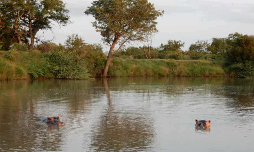 Hippos, Mkhaya reserve, Eswatini
