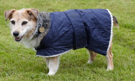 An elderly Jack Russell in a garden wearing a dog coat