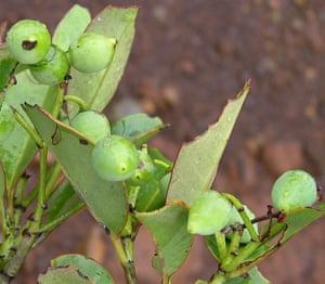 Four genera new to science were discovered in 2015. The first of these was Jaffrea, a shrub in the buckthorn family Rhamnaceae, which is specific to metal-rich soils in New Caledonia