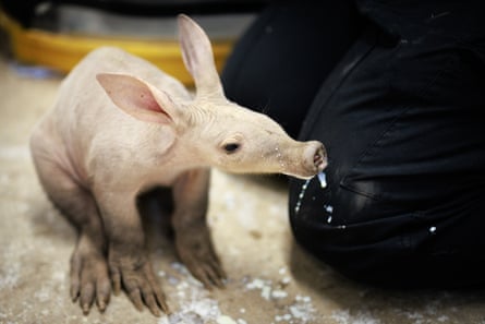 The aardvark calf crouches by the keeper’s knees with milk dripping from its long snout.