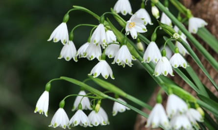 White Summer Snowflake ‘Leucojum aestivum’ in flower
