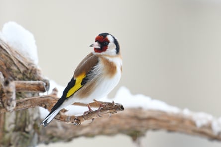 A goldfinch sits on a branch covered in snow